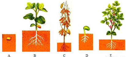 大豆成长过程图片（大豆生长过程各阶段名称）-图3