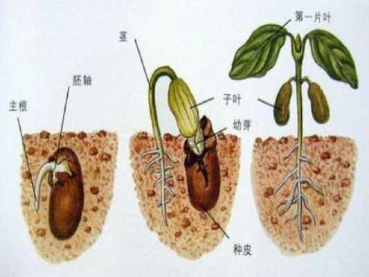 大豆成长过程图片（大豆生长过程各阶段名称）-图2
