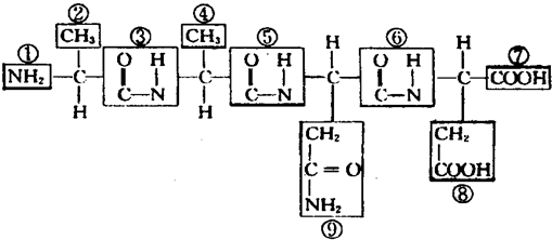 十肽脱水缩合过程（脱水缩合有几个肽键就叫几肽?）-图3