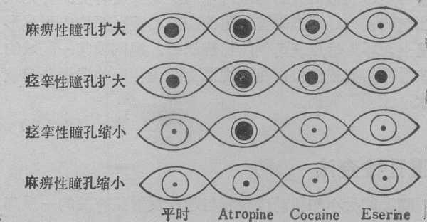 瞳孔的变化过程（瞳孔的变化过程图片）-图1