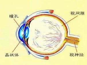 瞳孔的变化过程（瞳孔的变化过程图片）-图2