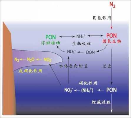 氮在海洋转化过程（氮在海洋转化过程中的作用）-图2