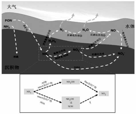 氮在海洋转化过程（氮在海洋转化过程中的作用）-图3