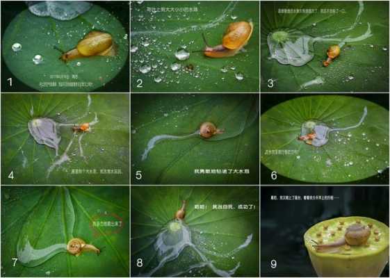 蜗牛的发育过程属于（蜗牛的成长变化规律）-图3