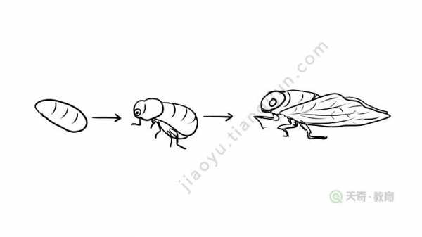 《蝉》的生长过程（蝉的生长过程示意图简笔画）-图1