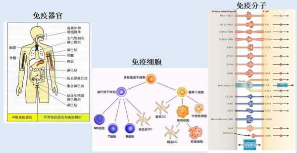 中枢免疫器官图片过程（中枢免疫器官的组成及功能）-图2