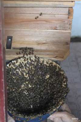 蜜蜂造窝过程（蜜蜂怎么筑窝）-图1
