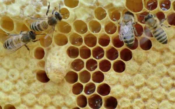 蜜蜂造窝过程（蜜蜂怎么筑窝）-图2