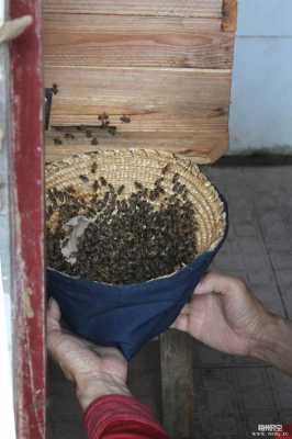 蜜蜂造窝过程（蜜蜂怎么筑窝）-图3