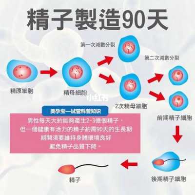 精液生产过程的简单介绍-图3