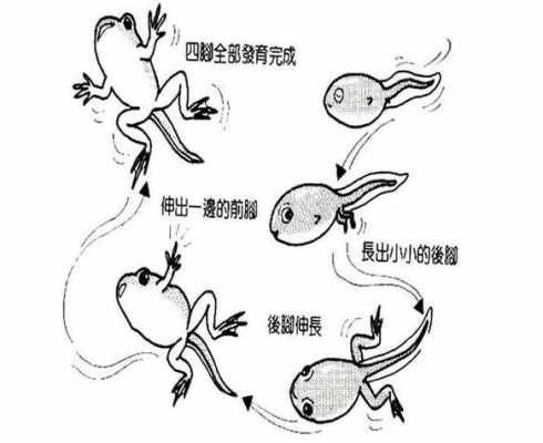 关于青蛙生长过程画的信息-图3