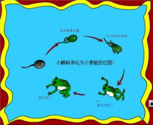 关于青蛙生长过程画的信息-图2