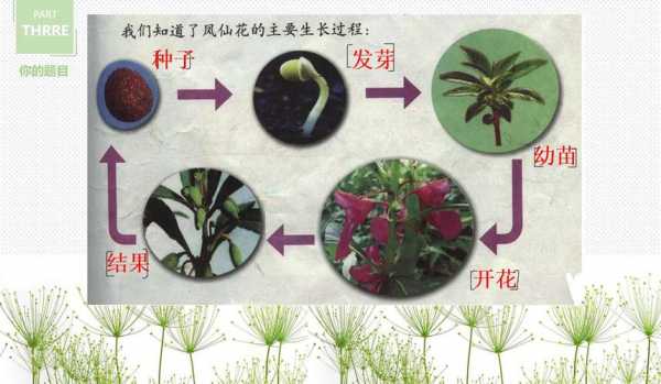 植物的生命过程图片（植物的生命特征是什么）-图1