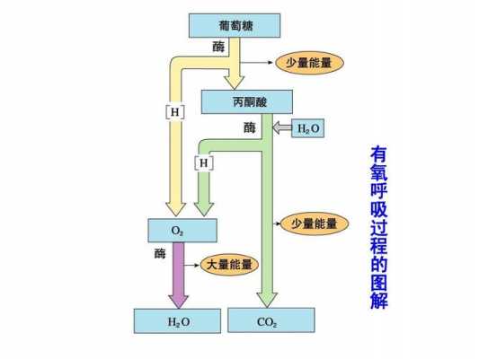 有氧呼吸atp形成过程（有氧呼吸合成atp的能量来源）-图3