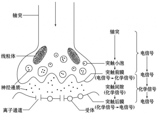 突触思想的形成过程（突触形成的两种类型）-图3