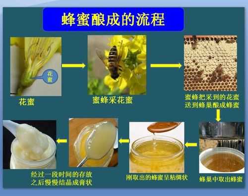 蜂蜜的制备过程（蜂蜜的制备过程图片）-图2