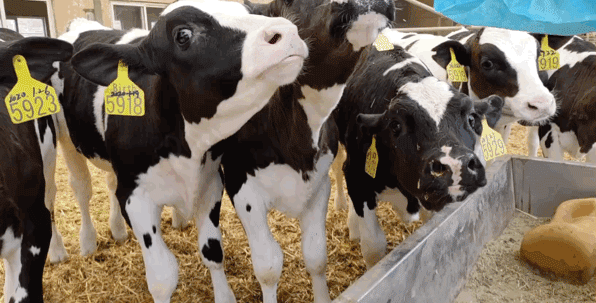奶牛生长过程（奶牛生长过程视频）-图3