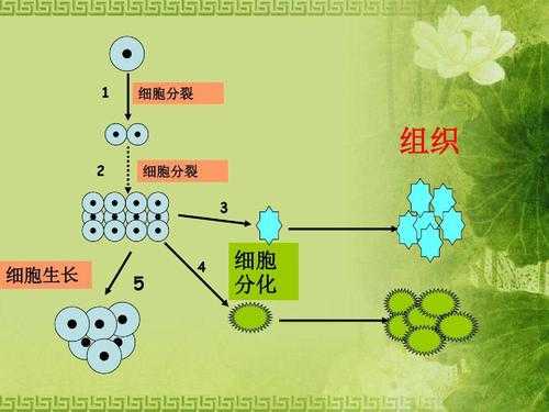 细胞分化的过程图解（细胞分化的过程图解视频）-图2