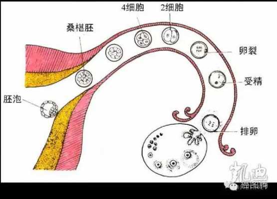 胚泡植入的过程（胚泡植入过程中正值子宫内膜处于）-图1