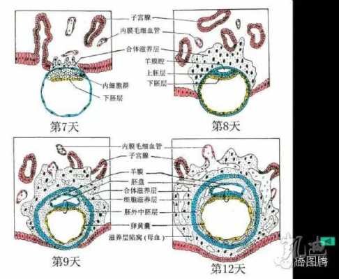 胚泡植入的过程（胚泡植入过程中正值子宫内膜处于）-图2