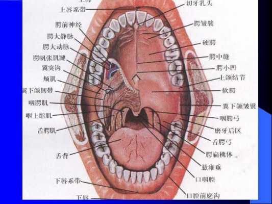 简述口腔的发育过程（简述口腔的发育过程及特点）-图2