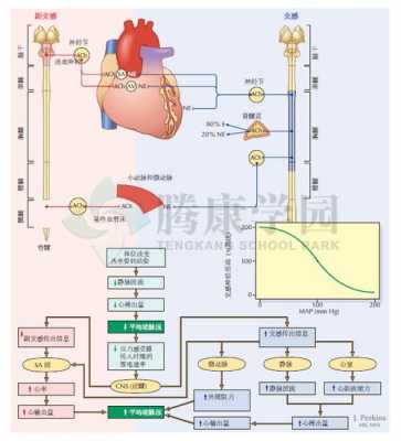 概述血压神经调节过程（调节血压的神经）-图3