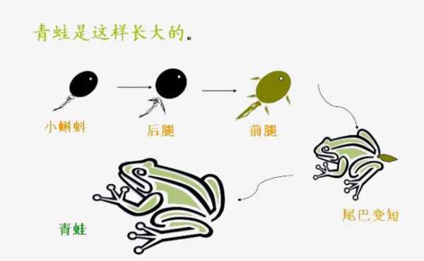 包含青蛙的受精过程是在的词条-图1