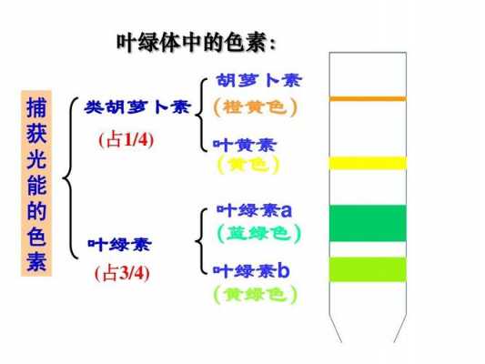 作物合成叶绿素过程（合成叶绿素需要光照吗）-图1