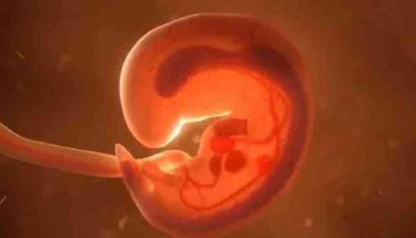 孕囊的发育过程（孕囊的发育过程图片）-图2