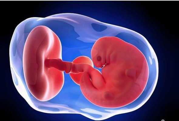 孕囊的发育过程（孕囊的发育过程图片）-图1