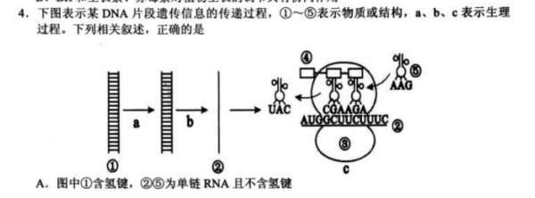 下图是遗传信息的传递过程（遗传信息的传递是依靠）-图1