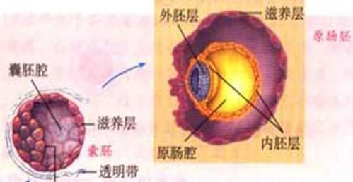 囊胚到原肠胚的过程（囊胚到原肠胚的过程图片）-图3