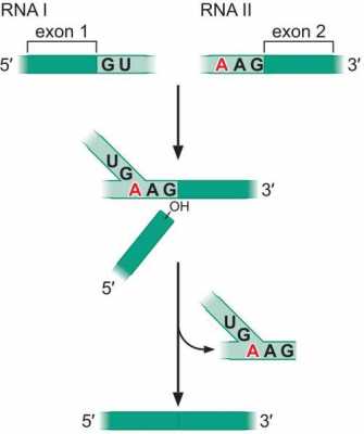 简述RNA剪接过程（rna的剪接有哪三种方式）-图1