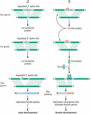 简述RNA剪接过程（rna的剪接有哪三种方式）-图2