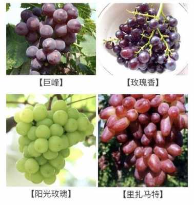 葡萄成熟过程（葡萄成熟过程中酒石酸含量）-图1