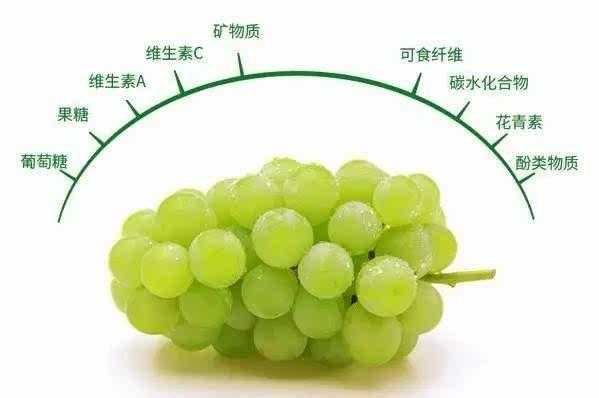 葡萄成熟过程（葡萄成熟过程中酒石酸含量）-图2