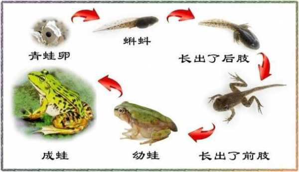 青蛙的繁殖过程的简单介绍-图2