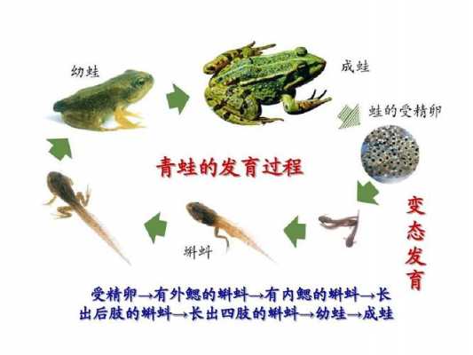 青蛙的繁殖过程的简单介绍-图3