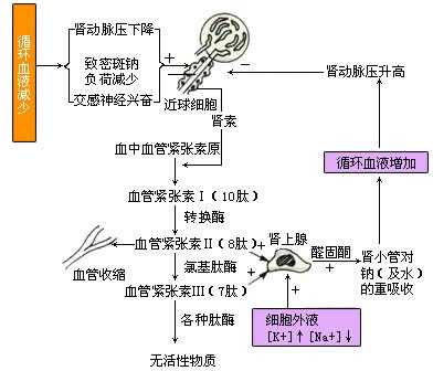 醛固酮调节过程（醛固酮调节流程图）-图3