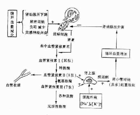 醛固酮调节过程（醛固酮调节流程图）-图2