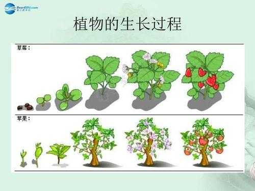 植物的茎生长过程（简单说出植物的茎在植物生长过程中的作用）-图1