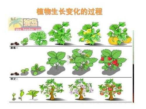 植物的茎生长过程（简单说出植物的茎在植物生长过程中的作用）-图3