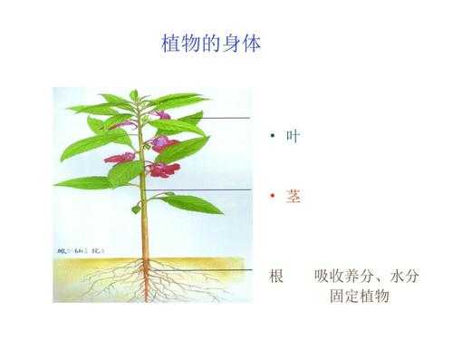 植物的茎生长过程（简单说出植物的茎在植物生长过程中的作用）-图2