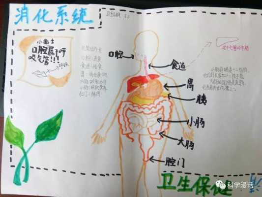人体食物消化过程器官（人体食物消化器官手抄报）-图2
