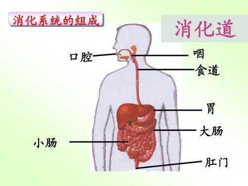 人体食物消化过程器官（人体食物消化器官手抄报）-图3