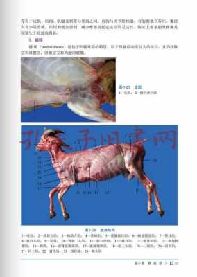 羊的解剖过程（羊的解剖过程怎么写）-图1