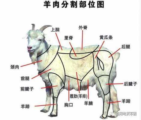 羊的解剖过程（羊的解剖过程怎么写）-图3