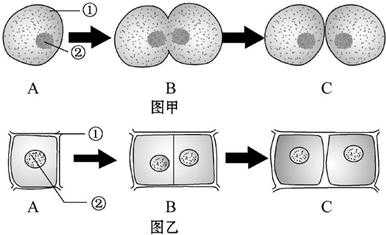 下图表示细胞分裂过程中的简单介绍-图2