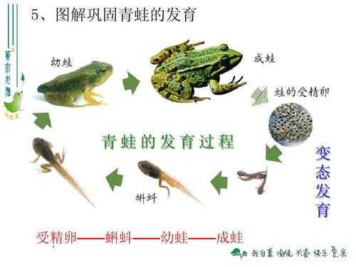 关于青蛙出生过程图片的信息-图2