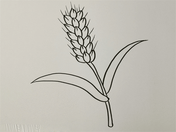 小麦过程画（小麦如何画?）-图1